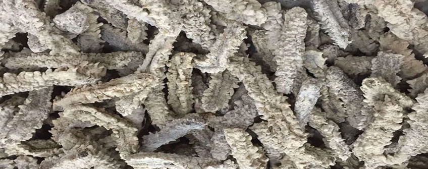 从加拿猛进口海参若何清关？必要哪些资质？