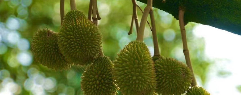 水果清关：榴莲进口通关必要哪些资料