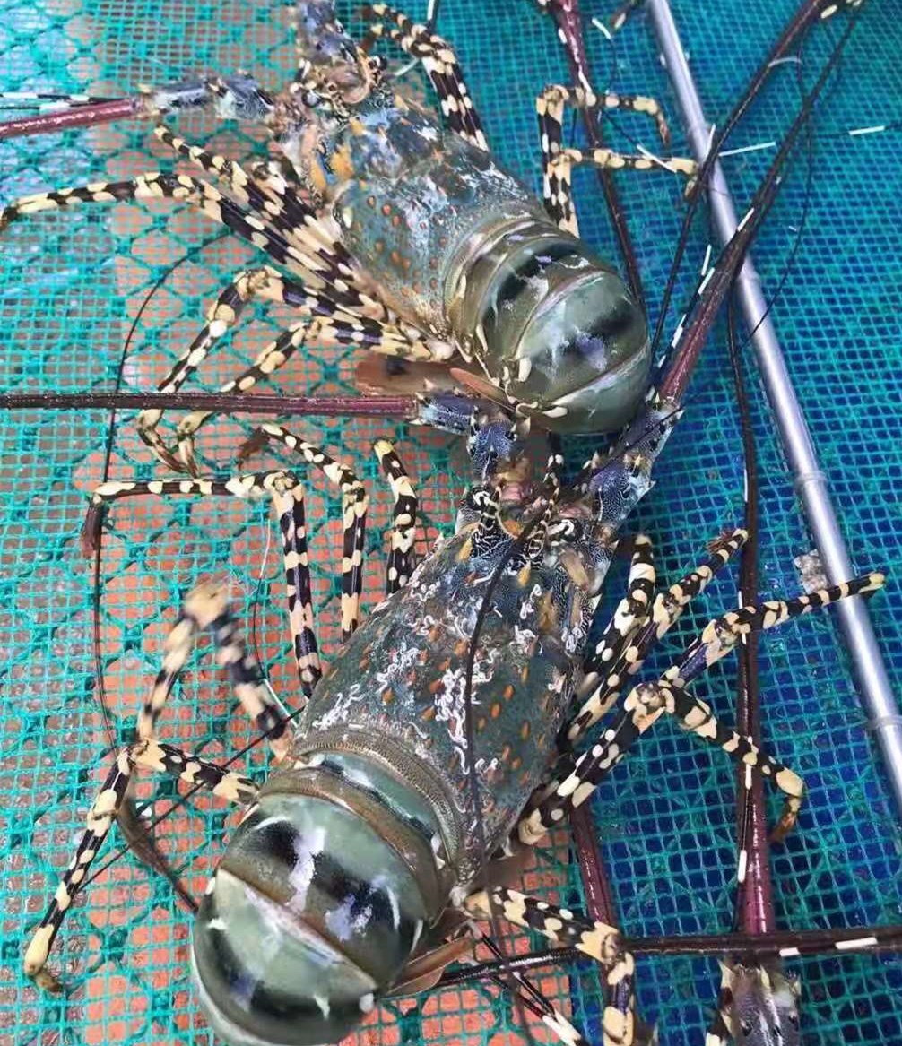 18新利LUCK·(中国区)官方网站